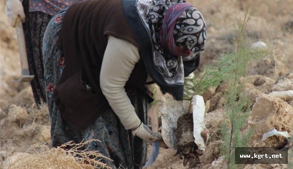 Yeşil Bir Karaman İçin Fidan Dikimi Sürüyor