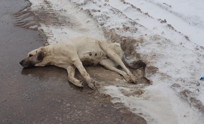 Yaralı Halde Bulunan Köpek Tedavi Altına Alındı