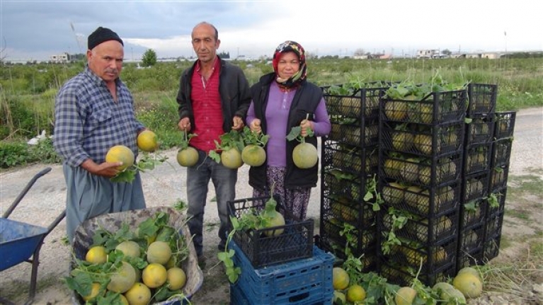 Silifke’de Örtü Altı Kavun Hasadı Başladı