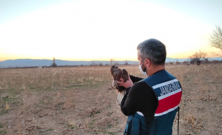 Karaman JASAT Kızıl Şahini Yaralı Olarak Buldu