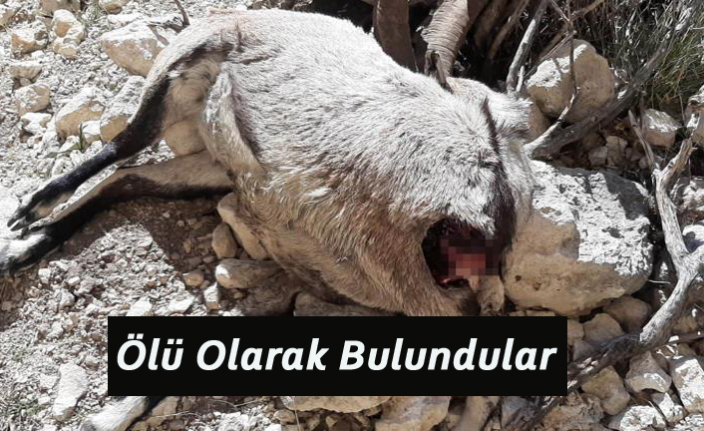 Nesli Tükenmekte Olan Yaban Keçileri Ölü Olarak Bulundu