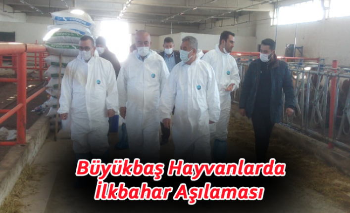 Büyükbaş Hayvanlarda İlkbahar Aşılaması 