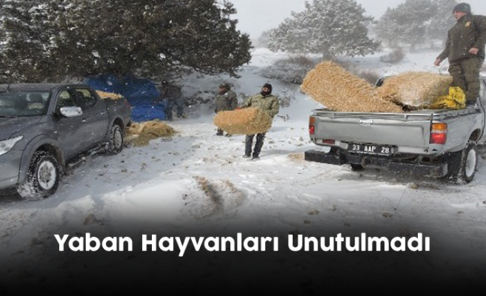 Mut İlçesinde Yaban Hayvanları Unutulmadı