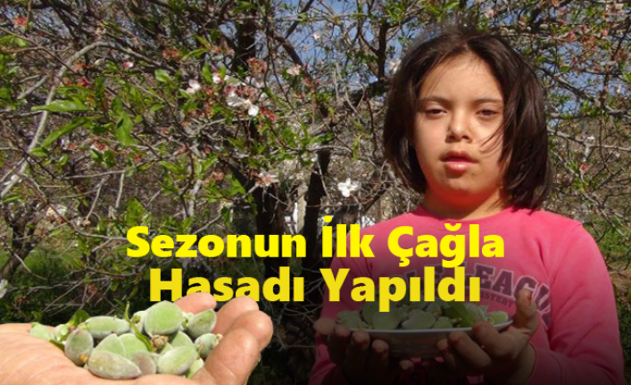 Sezonun İlk Çağla Hasadı Silifke`de Yapıldı