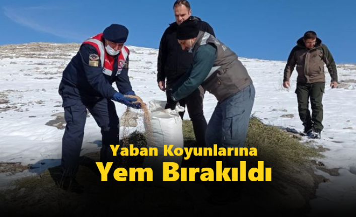 Konya'da Yaban Koyunlarına Yem Bırakıldı  