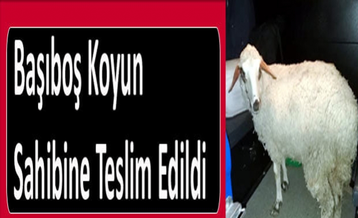 Başıboş Koyun Sahibine Teslim Edildi