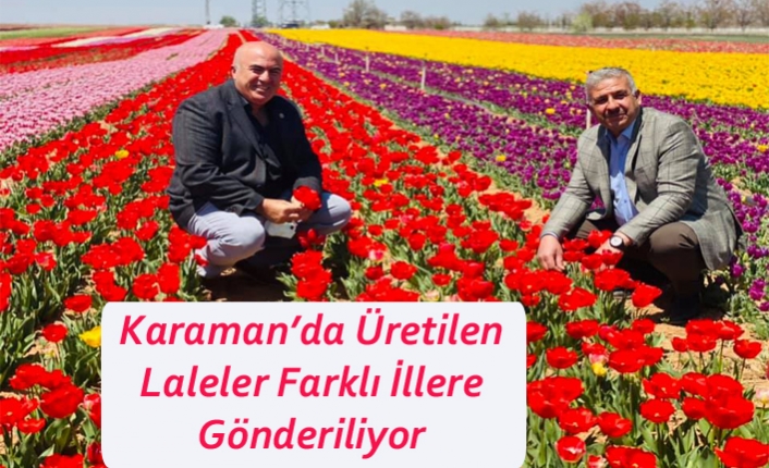 Karaman’da Üretilen Laleler Farklı İllere Gönderiliyor