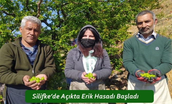 Silifke’de Açıkta Erik Hasadı Başladı  