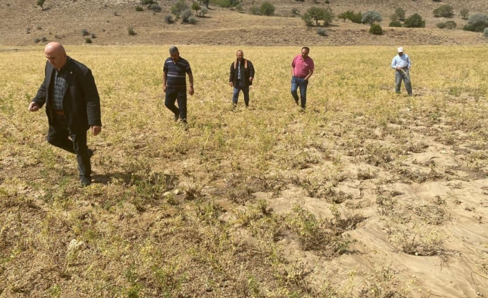 Karaman’da Aniden Yağan Dolu, Nohut Tarlalarına Zarar Verdi