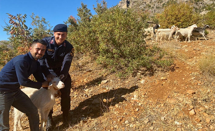 Kayıp Küçükbaş Hayvanları Jandarma Buldu