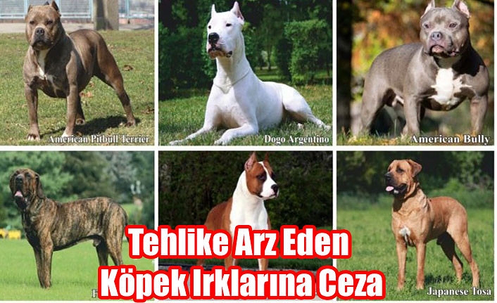 Tehlike Arz Eden Köpek Irklarına Ceza