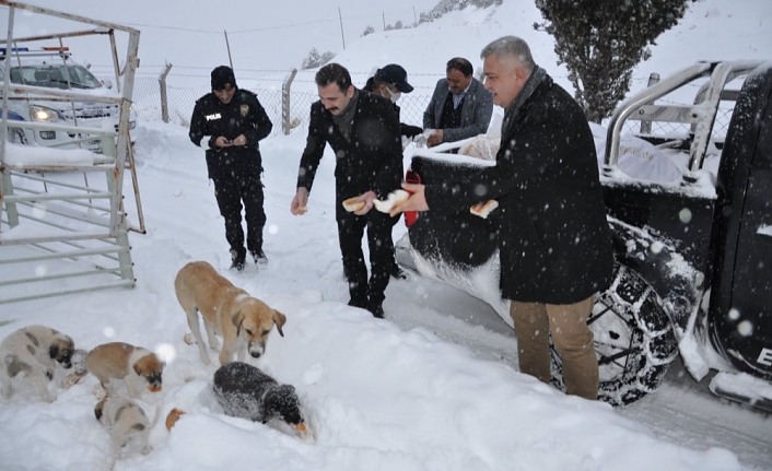 Ermenek Belediyesi Sokak Hayvanlarını Unutmadı