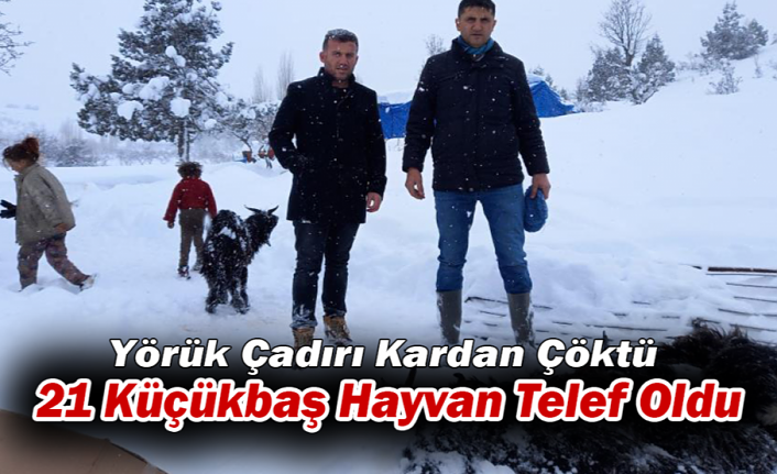 Yörük Çadırı Kardan Çöktü: 21 Küçükbaş Hayvan Telef Oldu