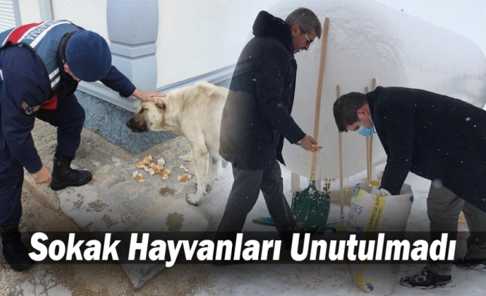 Sokak Hayvanları Unutulmadı