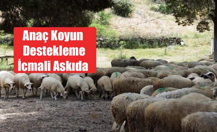 Anaç Koyun Destekleme İcmali Askıda