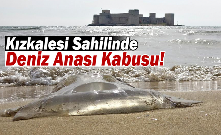 Kızkalesi Sahilinde Deniz Anası Kabusu!