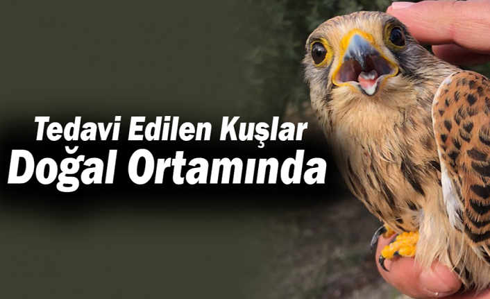 Tedavi Edilen Kuşlar Doğal Ortamında