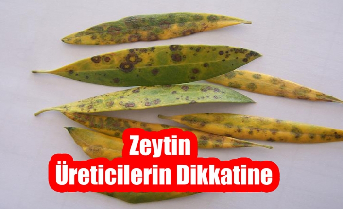 Zeytin Üreticilerin Dikkatine