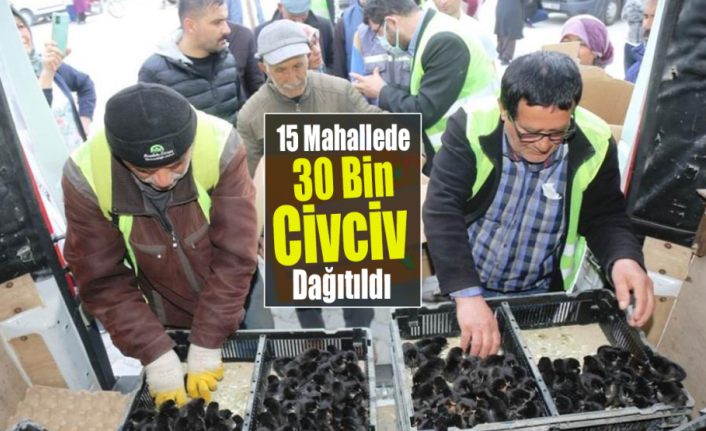 15 Mahallede 30 Bin Civciv Dağıtıldı