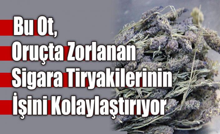 Bu Ot, Oruçta Zorlanan Sigara Tiryakilerinin İşini Kolaylaştırıyor