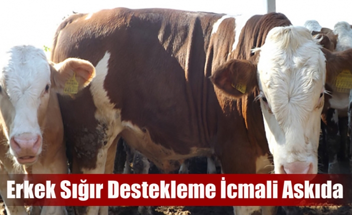 Erkek Sığır Destekleme İcmali Askıda