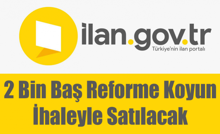 2 Bin Baş Reforme Koyun İhaleyle Satılacak