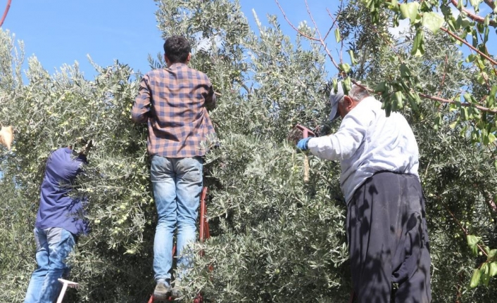 Zeytinde Fiyatlar Düştü, Yağında İkiye Katlandı