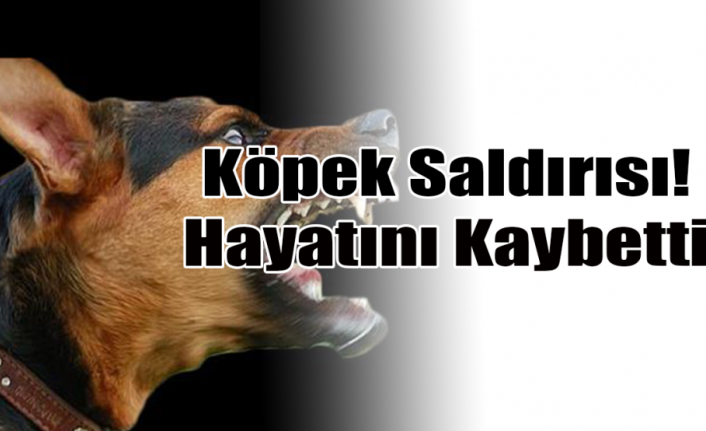 Karaman’da Köpeğin Saldırdığı Kadın Öldü