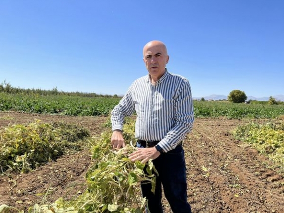 Bayram: " Çiftçi Fasulye Ekiminden Uzaklaşıyor"