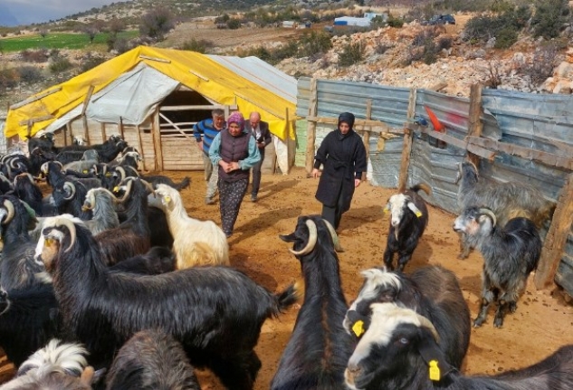 Bu Proje ile Hayvan Sayısını Üçe Katladı 