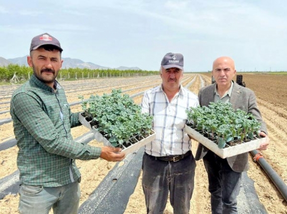 Meşhur Paşa Karpuzu Ekimleri Devam Ediyor      