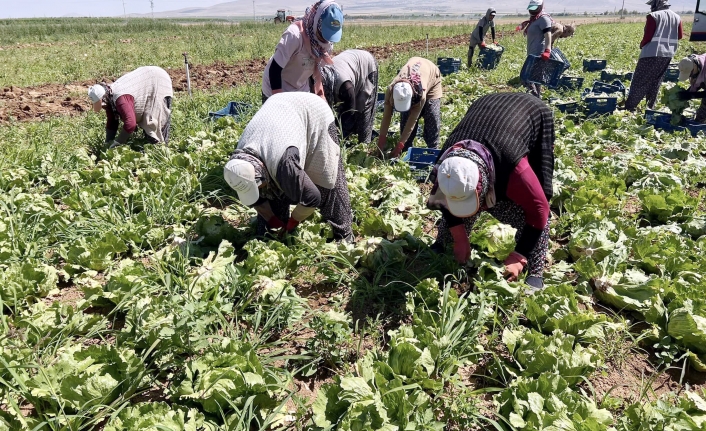 Karaman’da Marul İhracatı  