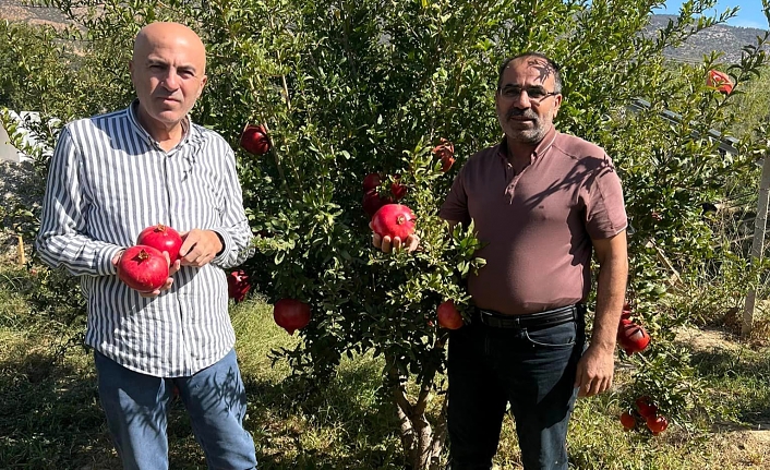 Karaman’ın Göksu Havzasında Hicaz Narı Hasadı