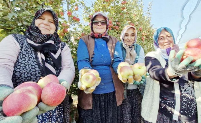 Türkiye'nin Elma Deposunda Son Hasat Yapılıyor