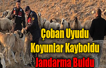 Kayıp Olan Koyun Sürüsünü Jandarma Buldu