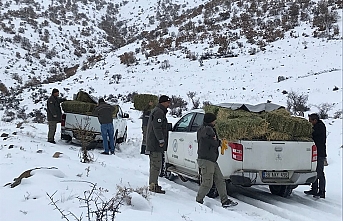 Karadağ’da Yaban Hayvanları Unutulmadı