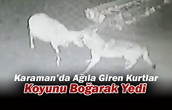 Karaman’da Ağıla Giren Kurtlar Koyunu Boğarak...