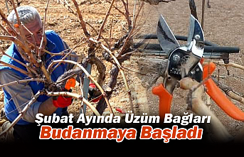 Karaman’da Şubat Ayında Üzüm Bağları Budanmaya Başladı