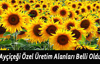 Ayçiçeği Özel Üretim Alanları Belli Oldu