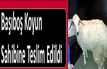 Başıboş Koyun Sahibine Teslim Edildi