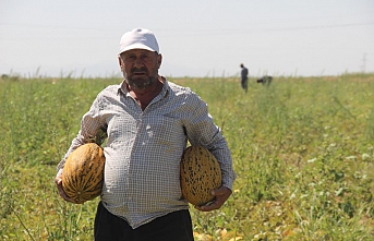 Konya Ovasında Kavun Hasadı Zamanı