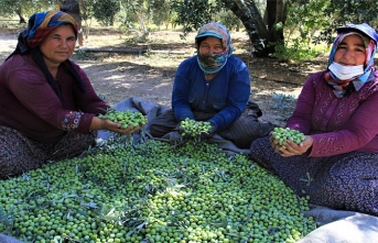 Mut Zeytinyağı Avrupa'ya İhraç Edilmeye Başlandı