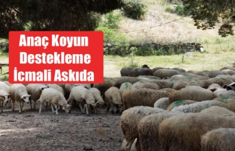 Anaç Koyun Destekleme İcmali Askıda