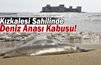 Kızkalesi Sahilinde Deniz Anası Kabusu!