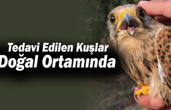 Tedavi Edilen Kuşlar Doğal Ortamında