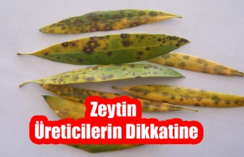 Zeytin Üreticilerin Dikkatine