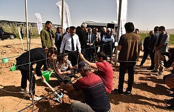 Elma Fidanları Toprakla Buluşturuldu