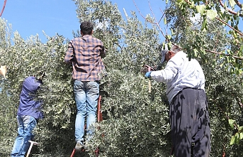 Zeytinde Fiyatlar Düştü, Yağında İkiye Katlandı