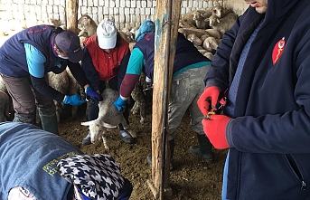 Kuzu ve Oğlak Üreticilerine Destek  