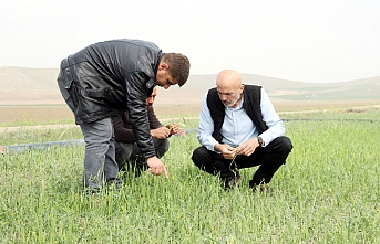 UMUTLA BEKLENEN YAĞIŞ   ZARARA YOL AÇTI